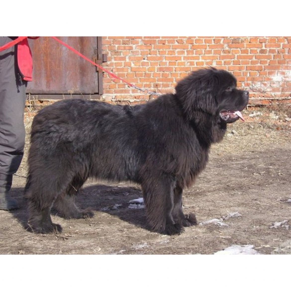 R Andschelo Orso Sirius (25-04-2013)